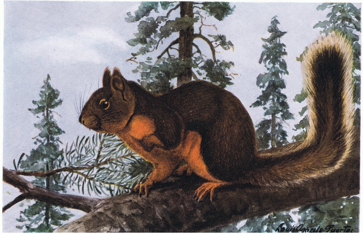 Douglas Squirrel lever bland höga vintergröna växter av Louis Agassiz Fuertes