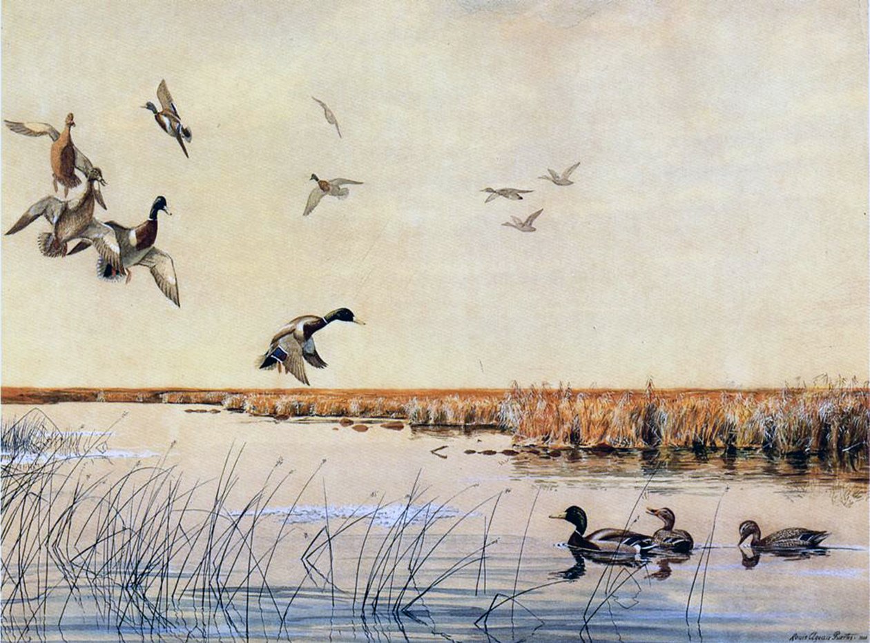 Landning av ankor, 1919 av Louis Agassiz Fuertes