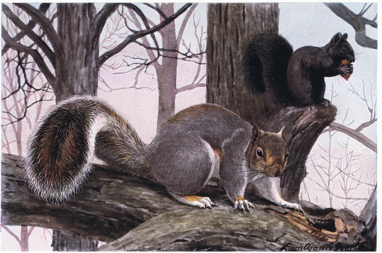 Eastern Grey Squirrel, pälsen är svart och brun spets i vitt av Louis Agassiz Fuertes