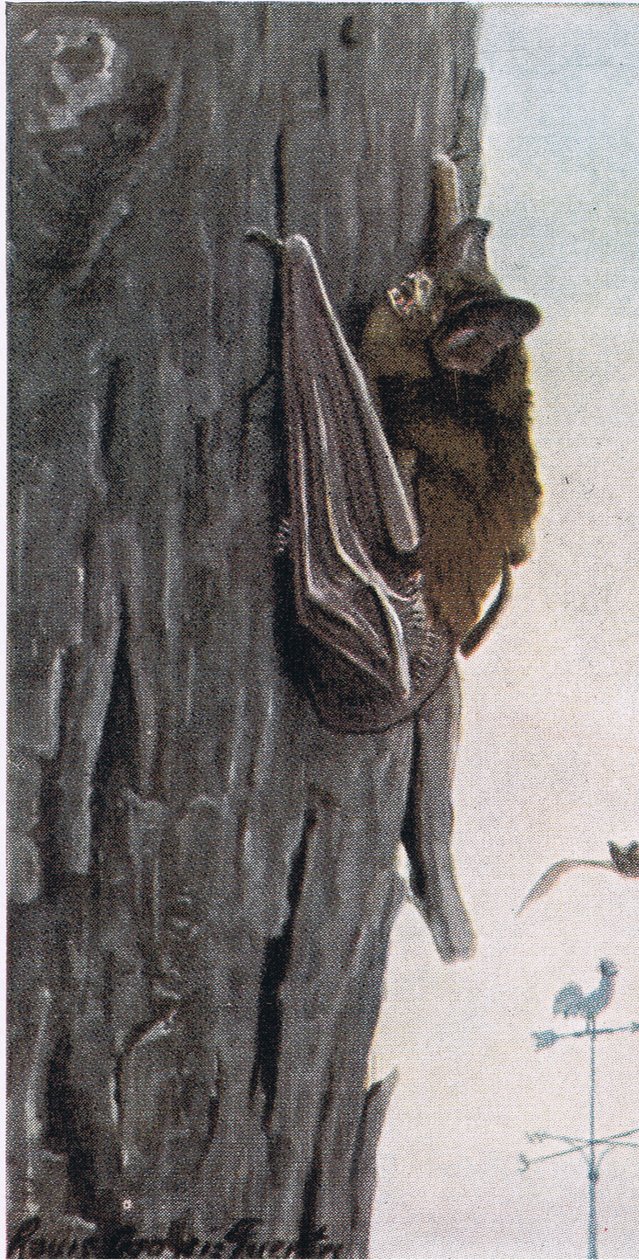 Liten brun fladdermus av Louis Agassiz Fuertes