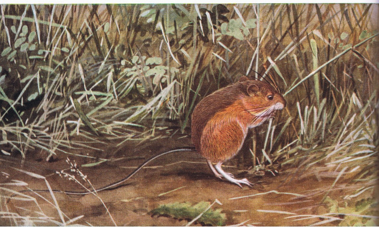 Meadow Jumping Mouse, liten mus men kan hoppa åtta fot lång av Louis Agassiz Fuertes