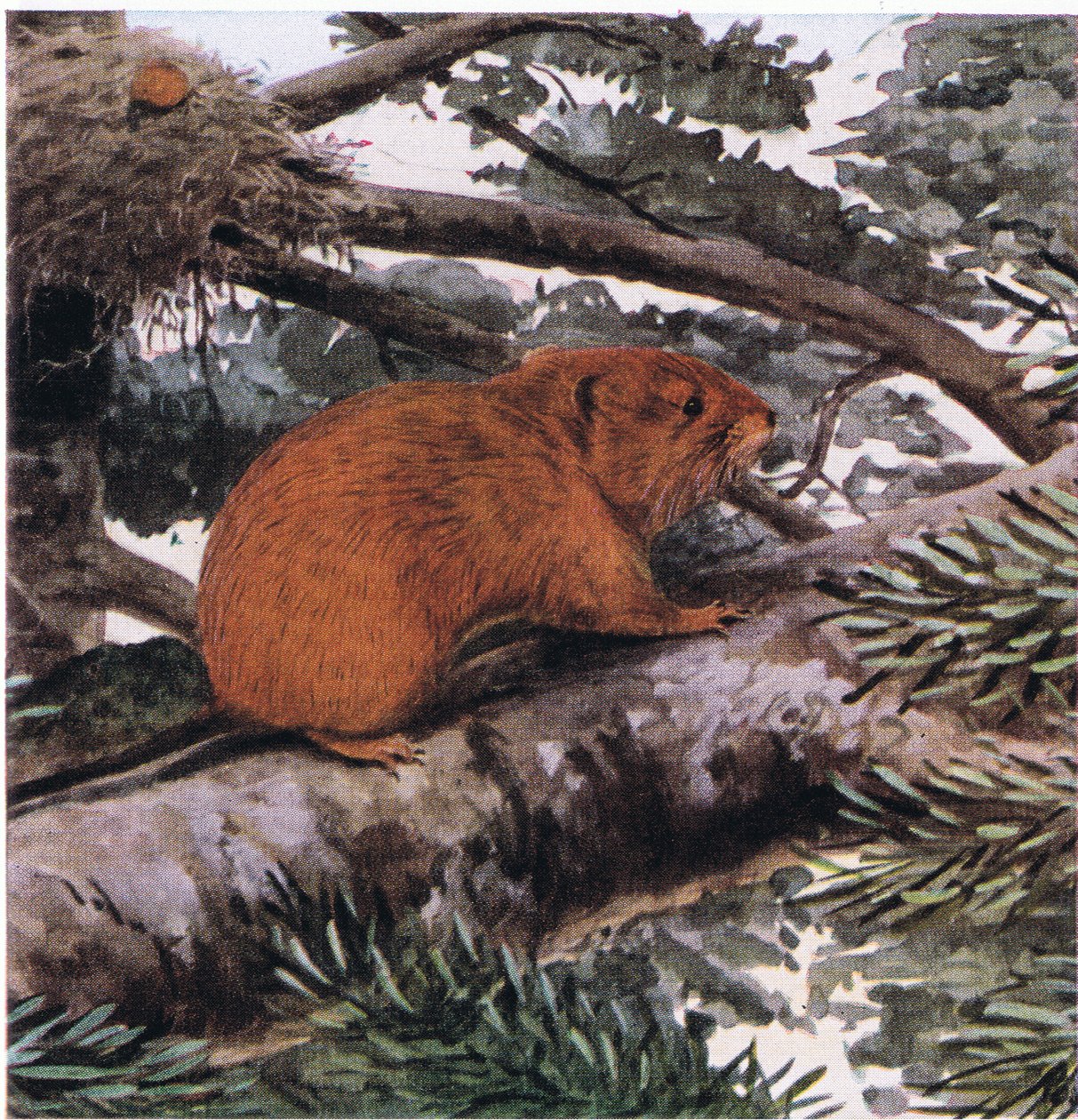 Red Tree Mouse, lever i toppen av Stillahavskustens skogar av Louis Agassiz Fuertes