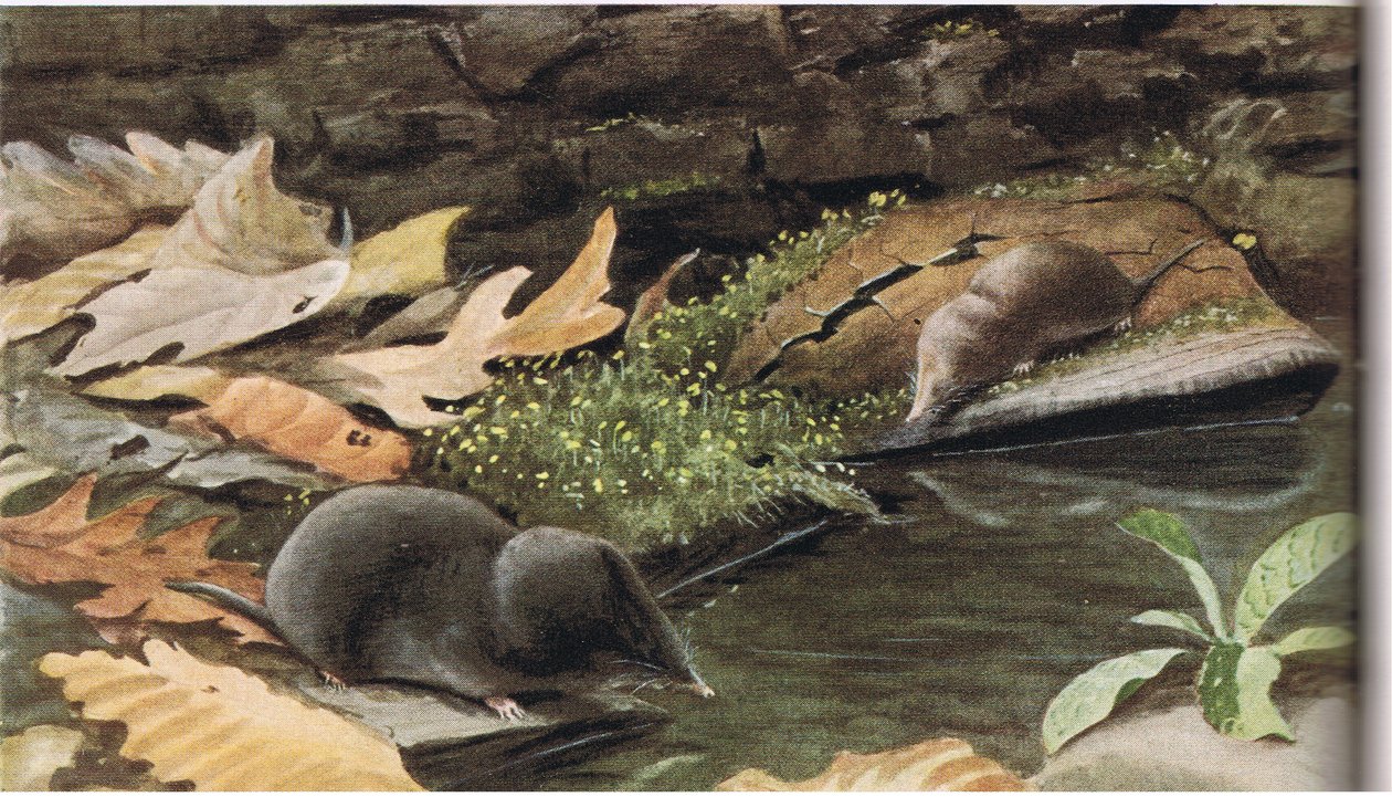 Short Tailed Shrew und Common Shrew av Louis Agassiz Fuertes