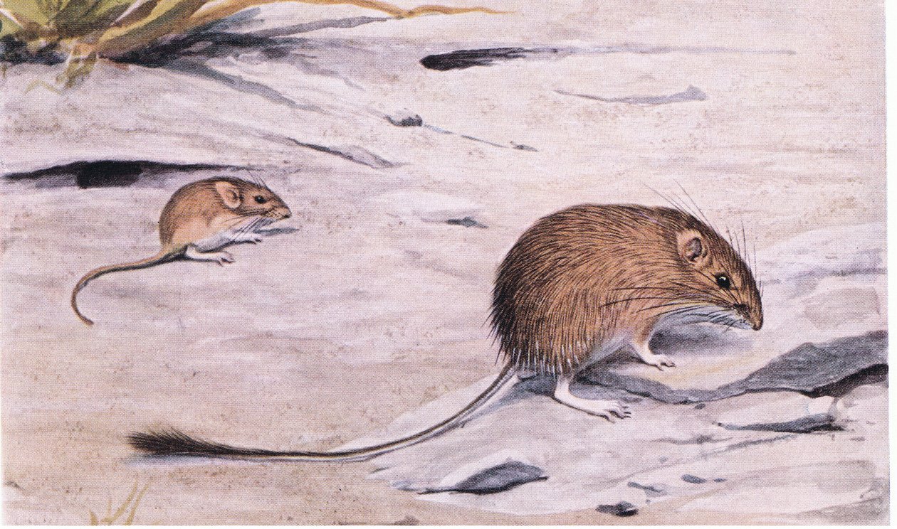 Silky Pocket Mouse letar efter frön av Louis Agassiz Fuertes