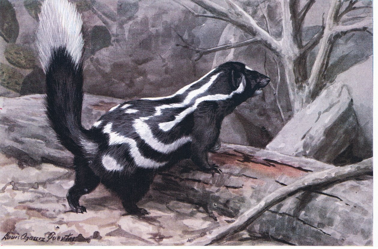 Spotted Skunk, en sportig sicksack av fläckar och ränder dekorerar en glansig päls. Den minsta av skunkarna av Louis Agassiz Fuertes