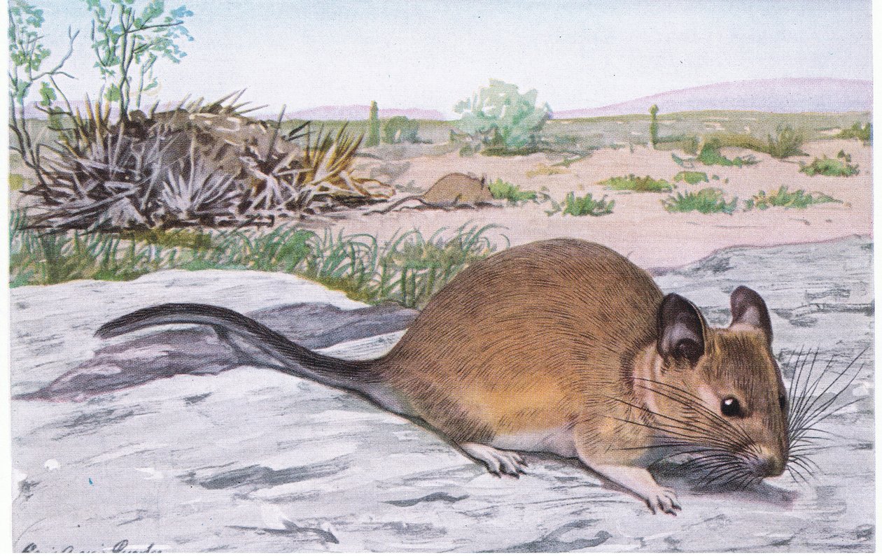 White Throated Wood Rat vibrerar med svansen när den blir rädd av Louis Agassiz Fuertes