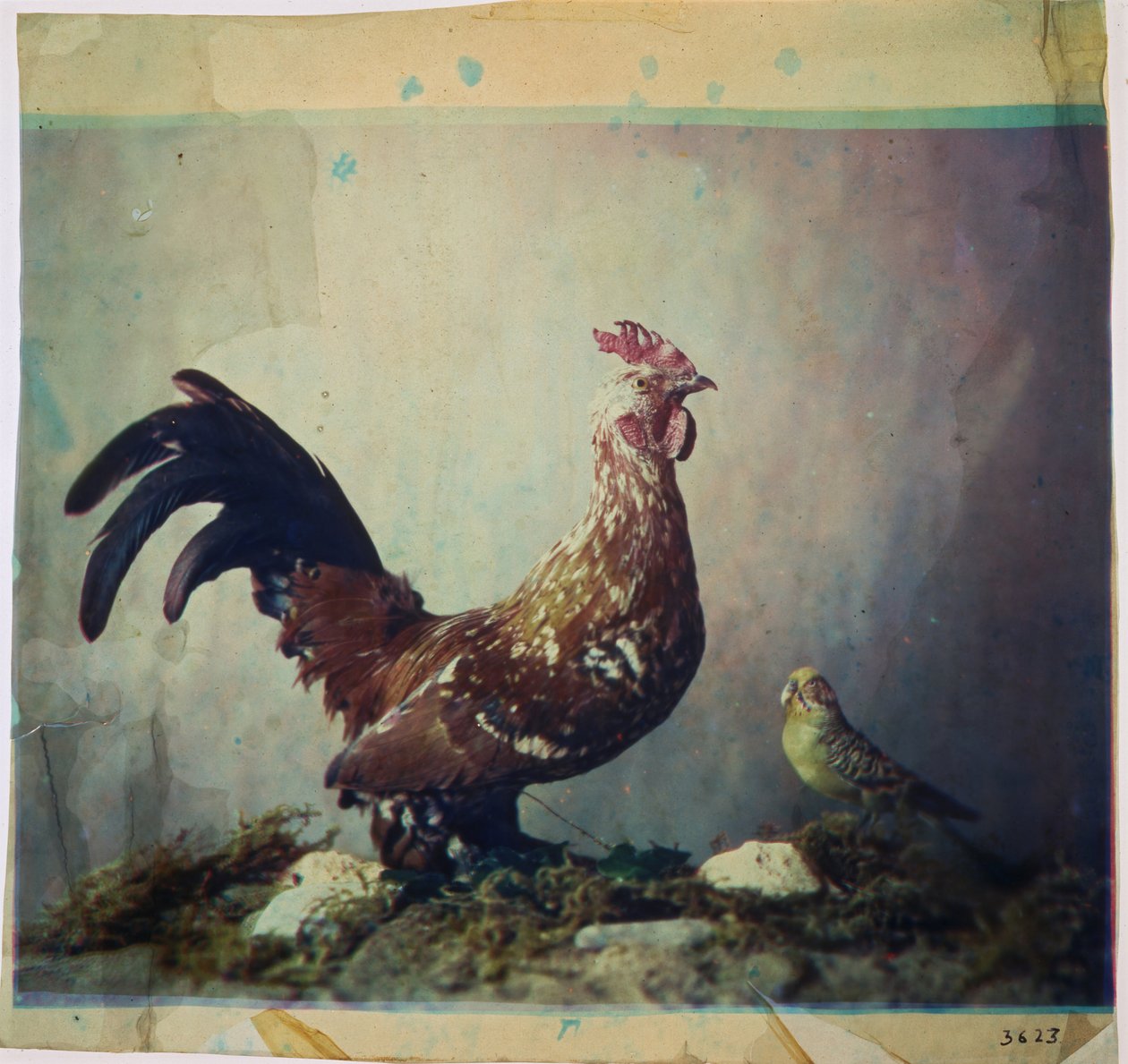 Still life with rooster av Louis Ducos du Hauron