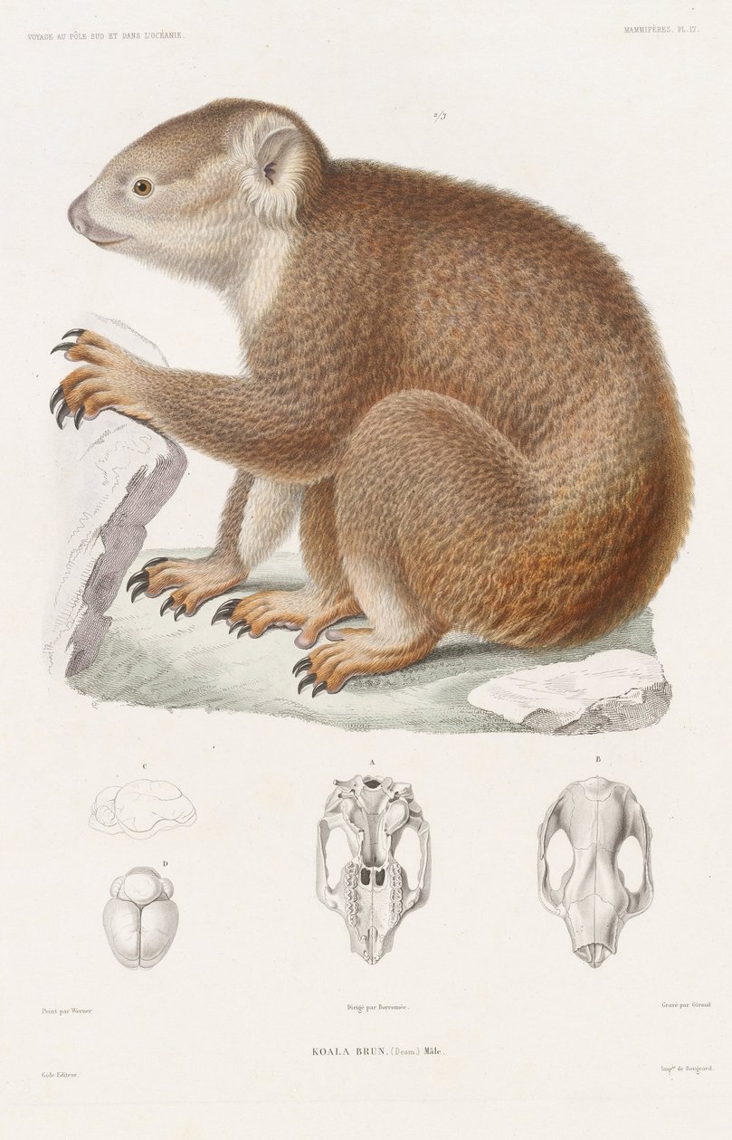 Koala, BrunVoyage au Pole Sud et dans lOceanie av Louis Le Breton