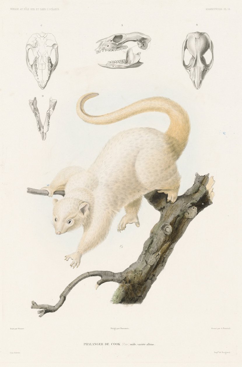 Phalanger de Cook Dumont dUrville, Jules Sebastien Cesar. Voyage au Pole Sud et dans lOceanie av Louis Le Breton