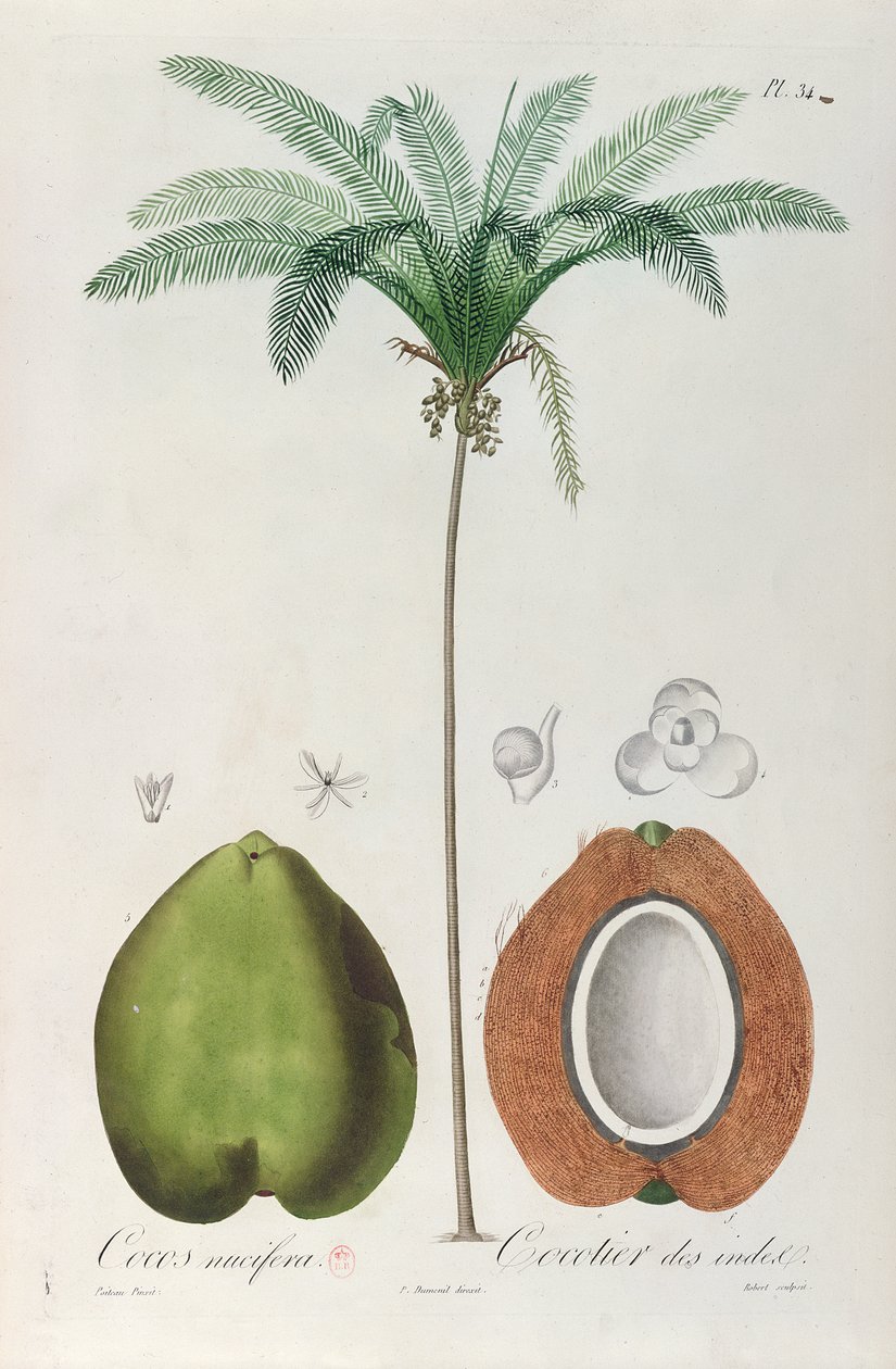 Kokosnötter och kokosnötsträd (palmträd), från 