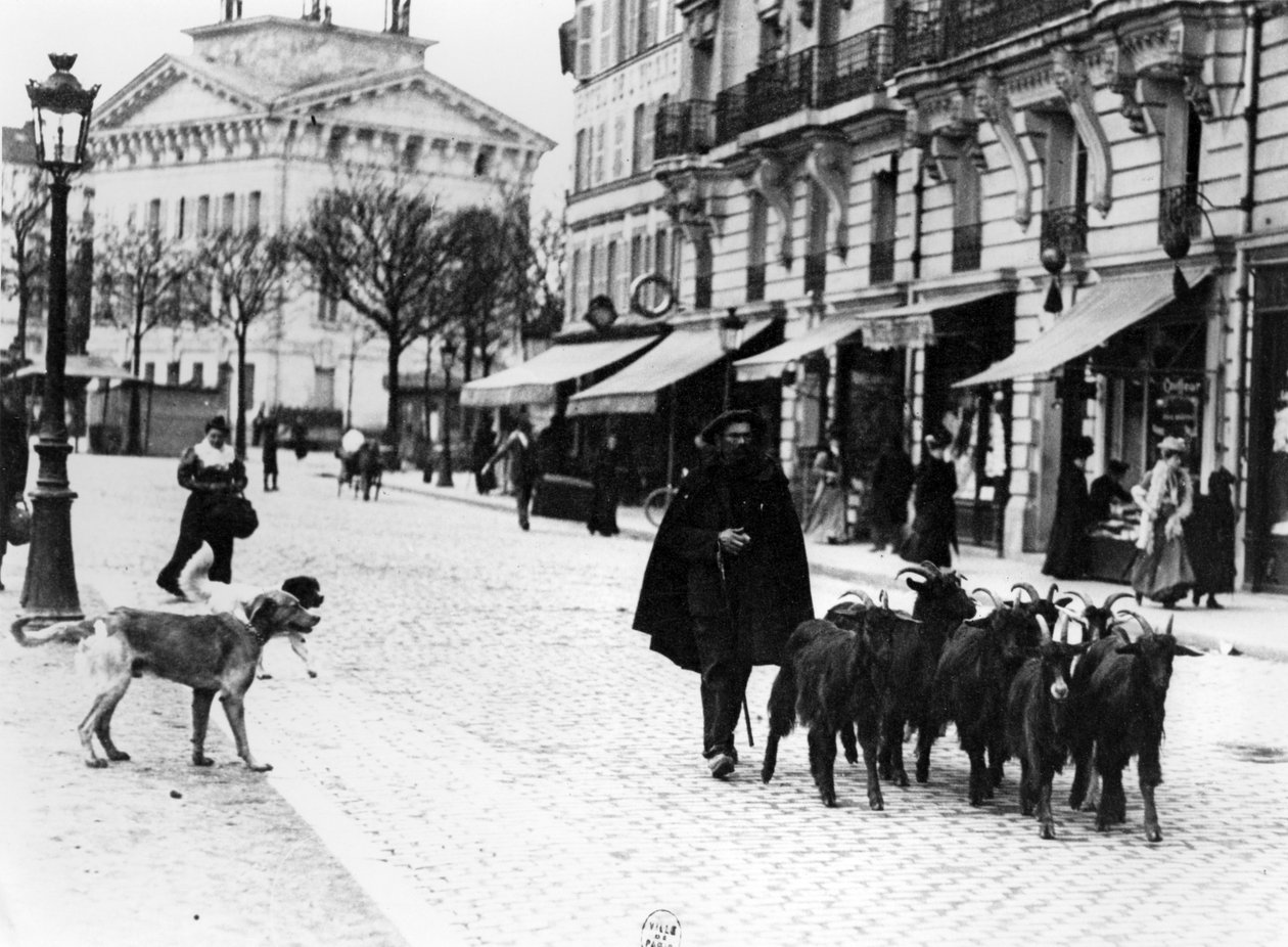 Getherde driver sin flock getter i Cours de Vincennes, Paris, ca 1900 (bw-foto) av Louis Vert