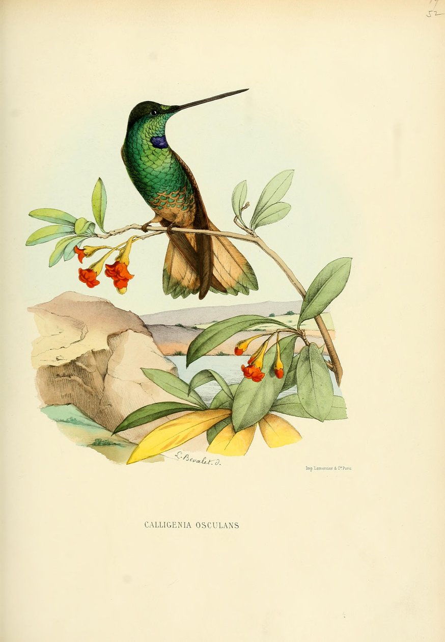 Calligenia kyss = Celigena violifer kyssar av Louis Victor Bevalet