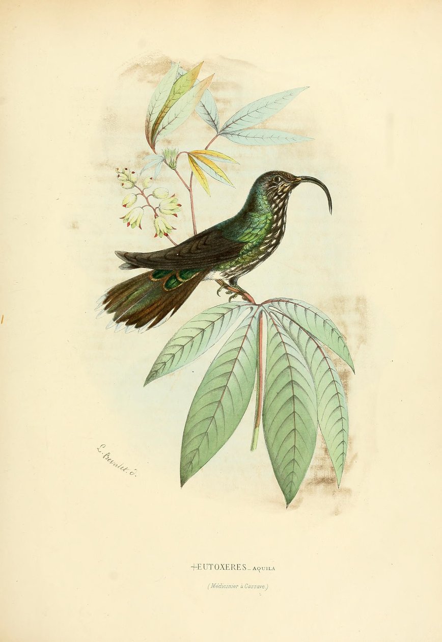 Eutoxeres aquila av Louis Victor Bevalet