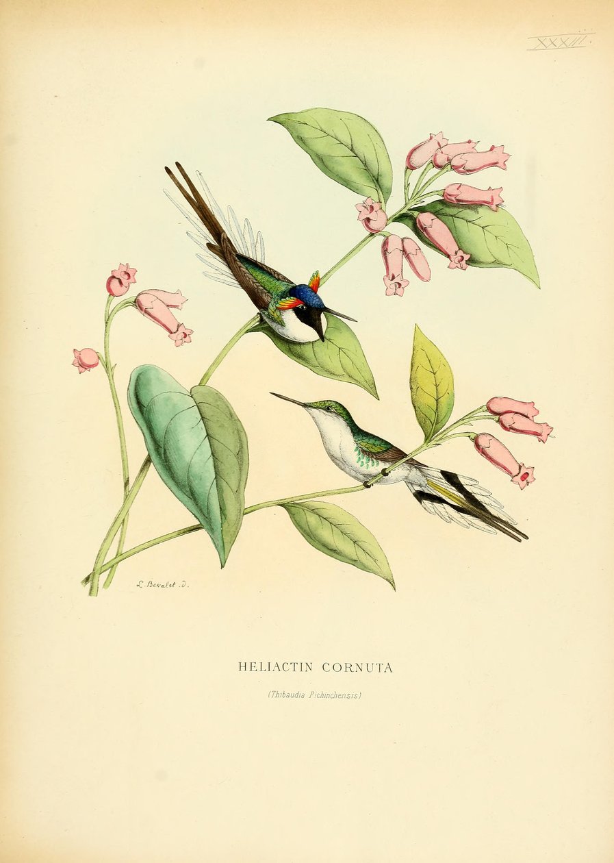 Heliactin cornuta av Louis Victor Bevalet