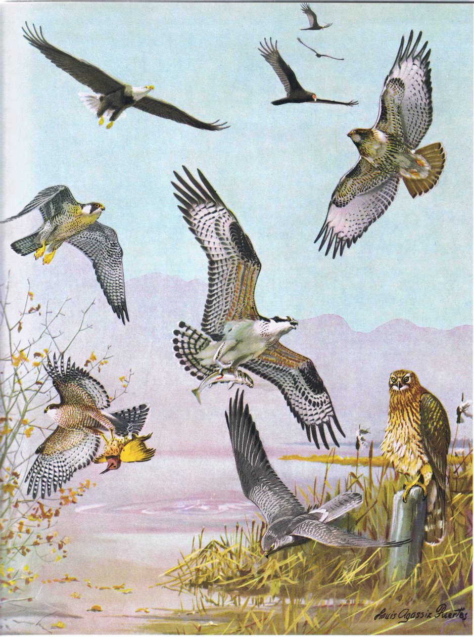 Bald Eagle, Turtle Vulture, Eastern Red Tailed Hawk, Duck Hawk, American Osprey, Marsh Hawk av Louis Agassiz Fuertes