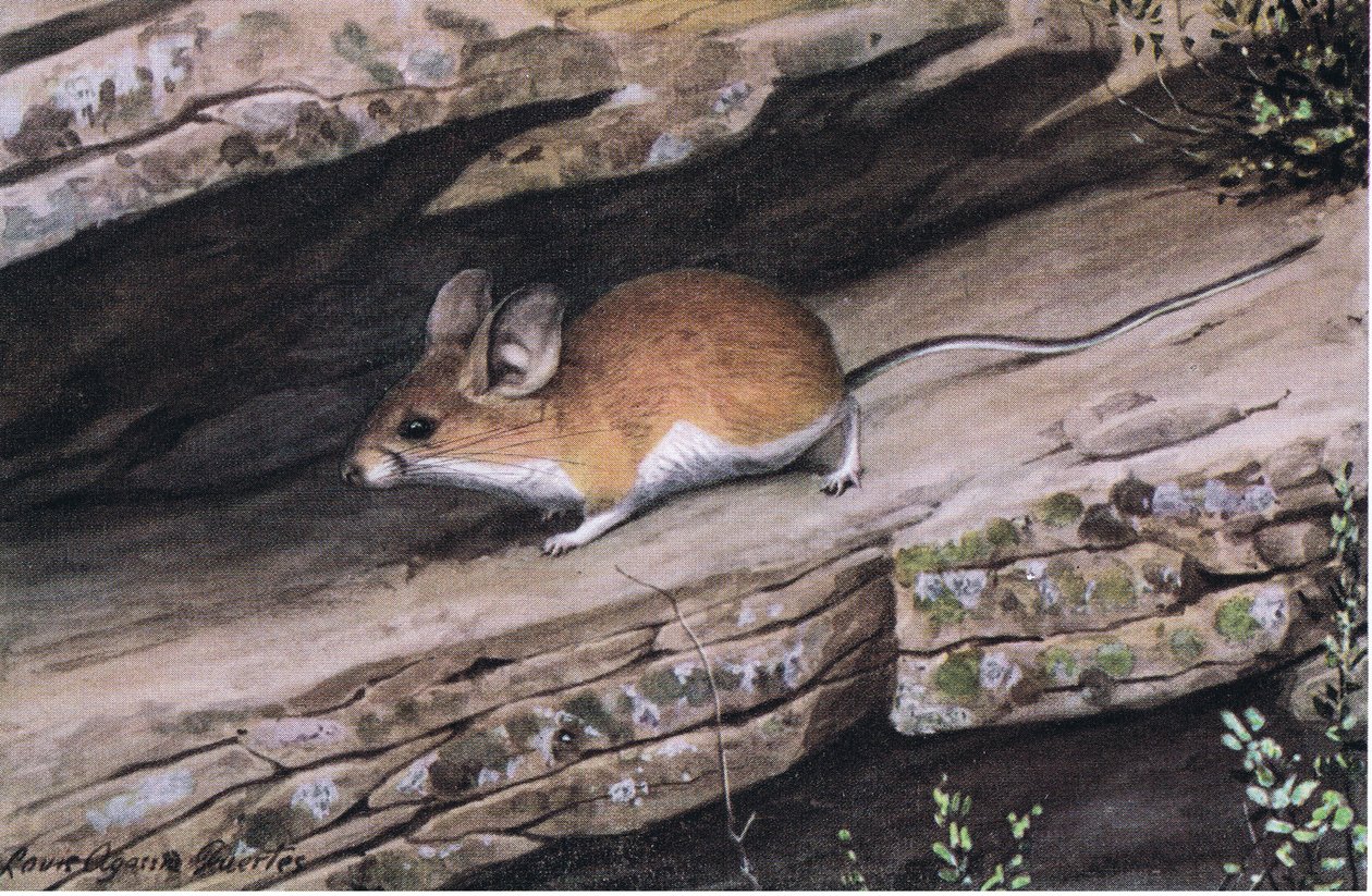Big Eared Pinion Mouse representerar den vitfotade klanen i de karga kanjonerna i sydväst av Louis Agassiz Fuertes