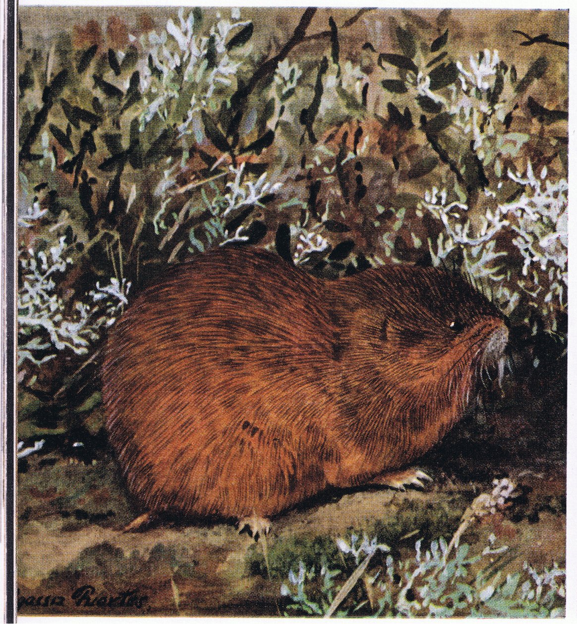 Brown Lemming, en tjock gnagare som lever i en bikaka av tunnlar av Louis Agassiz Fuertes