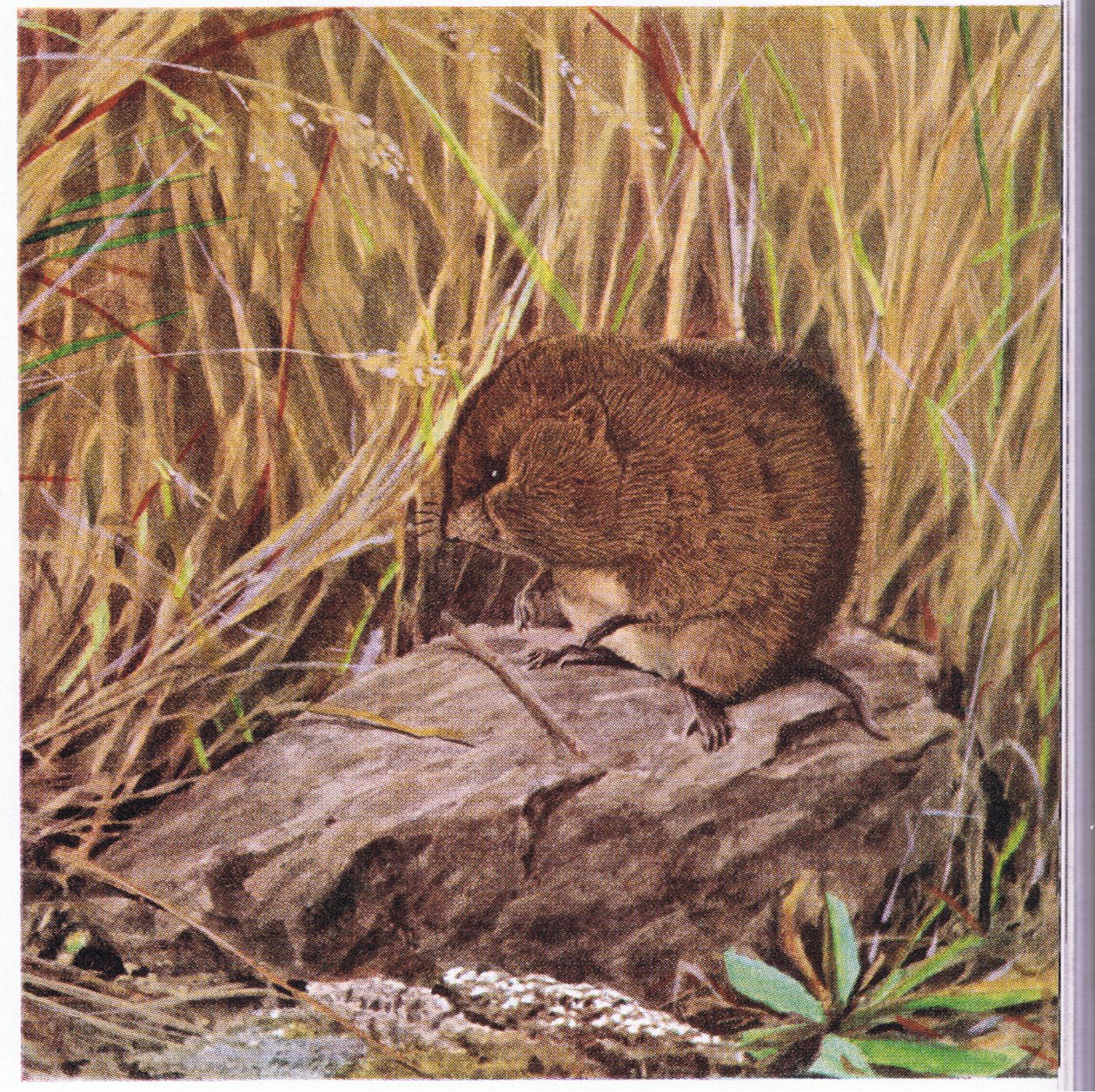 Field Mouse eller Sork, ständigt vaksam, övervakar sin motorväg genom en trasslig skog av gräs av Louis Agassiz Fuertes