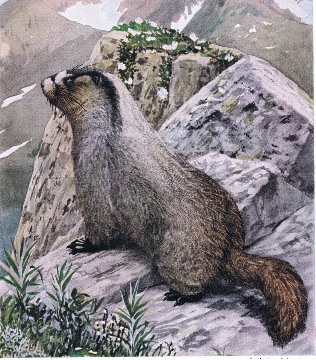 Hoary Marmot alltid vaksam, signalerar fara med höga visselpipor av Louis Agassiz Fuertes
