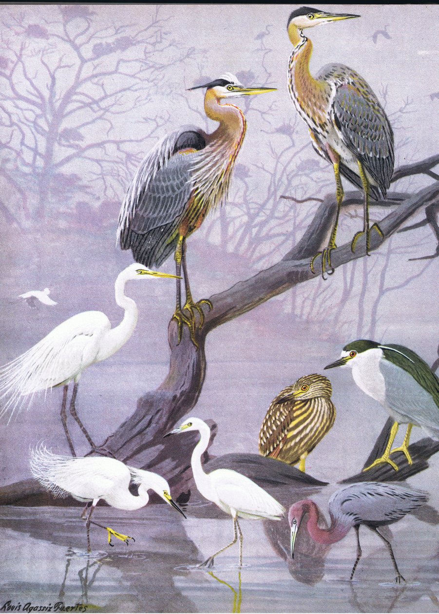 Illustration från puben The Natural History of American Birds of Eastern and Central North America. av Bramhall House c.1970 av Louis Agassiz Fuertes