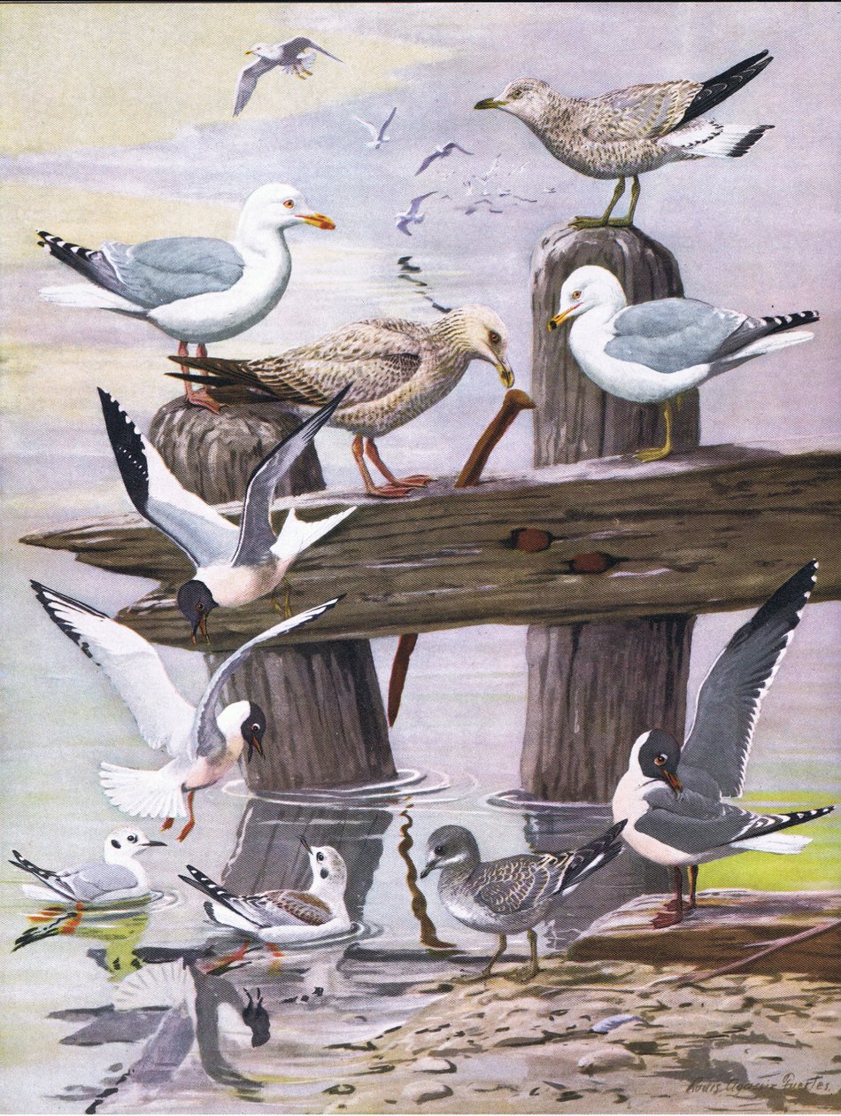 Illustration från puben The Natural History of American Birds of Eastern and Central North America. av Bramhall House c.1970 av Louis Agassiz Fuertes