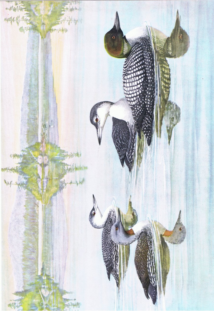 Illustration från puben The Natural History of American Birds of Eastern and Central North America. av Bramhall House c.1970 av Louis Agassiz Fuertes