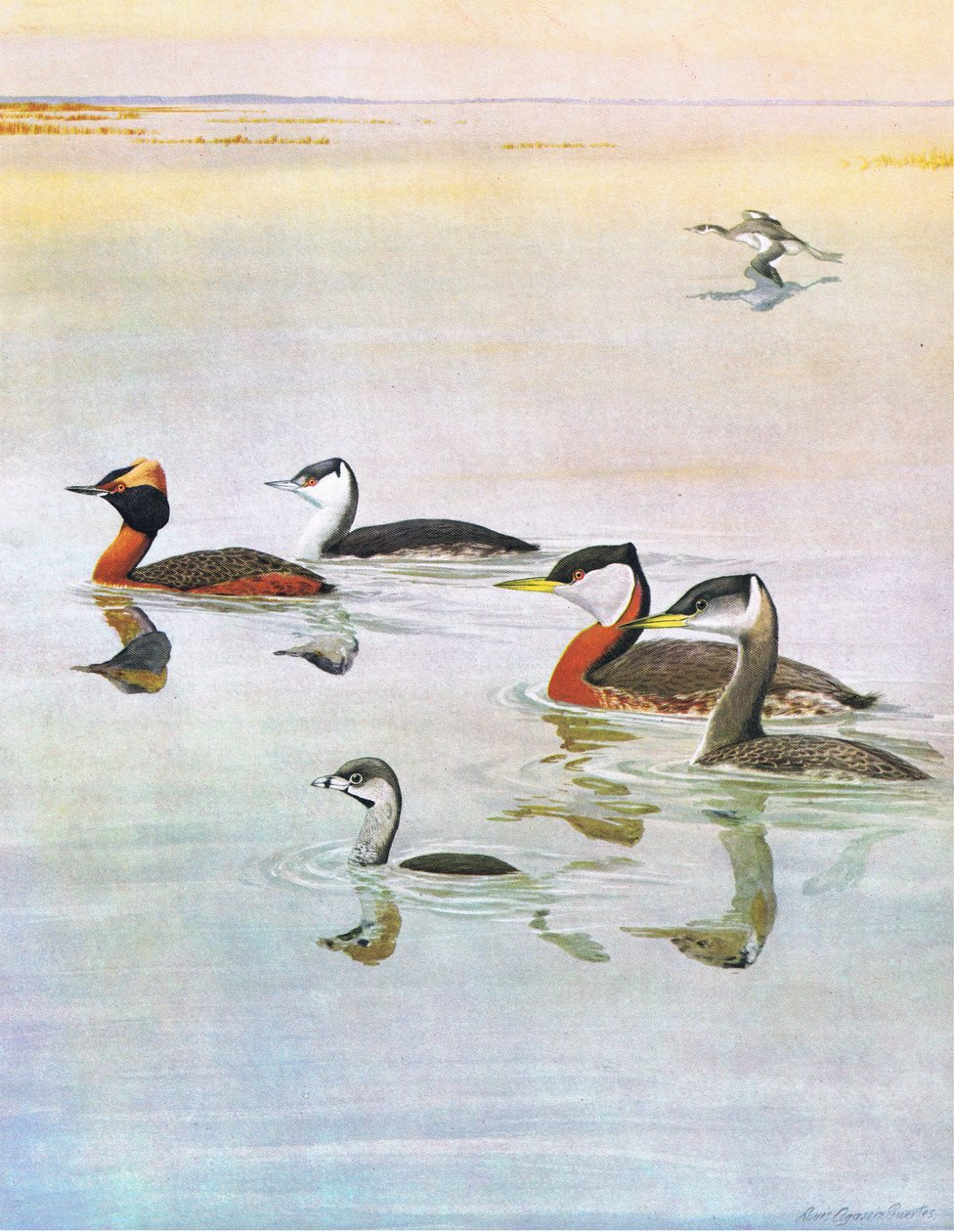 Illustration från puben The Natural History of American Birds of Eastern and Central North America. av Bramhall House c.1970 av Louis Agassiz Fuertes