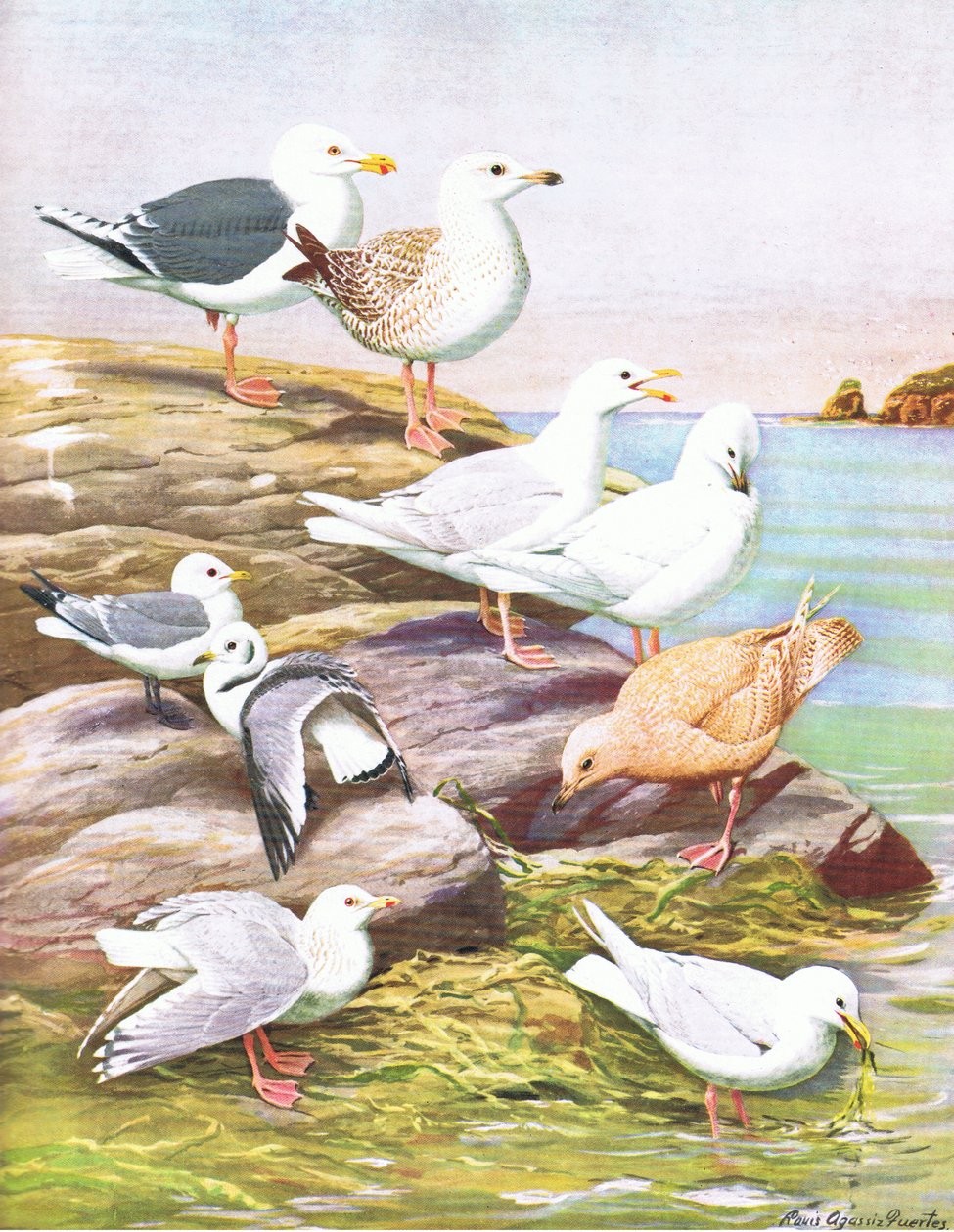 Illustration från puben The Natural History of American Birds of Eastern and Central North America. av Bramhall House c.1970 av Louis Agassiz Fuertes
