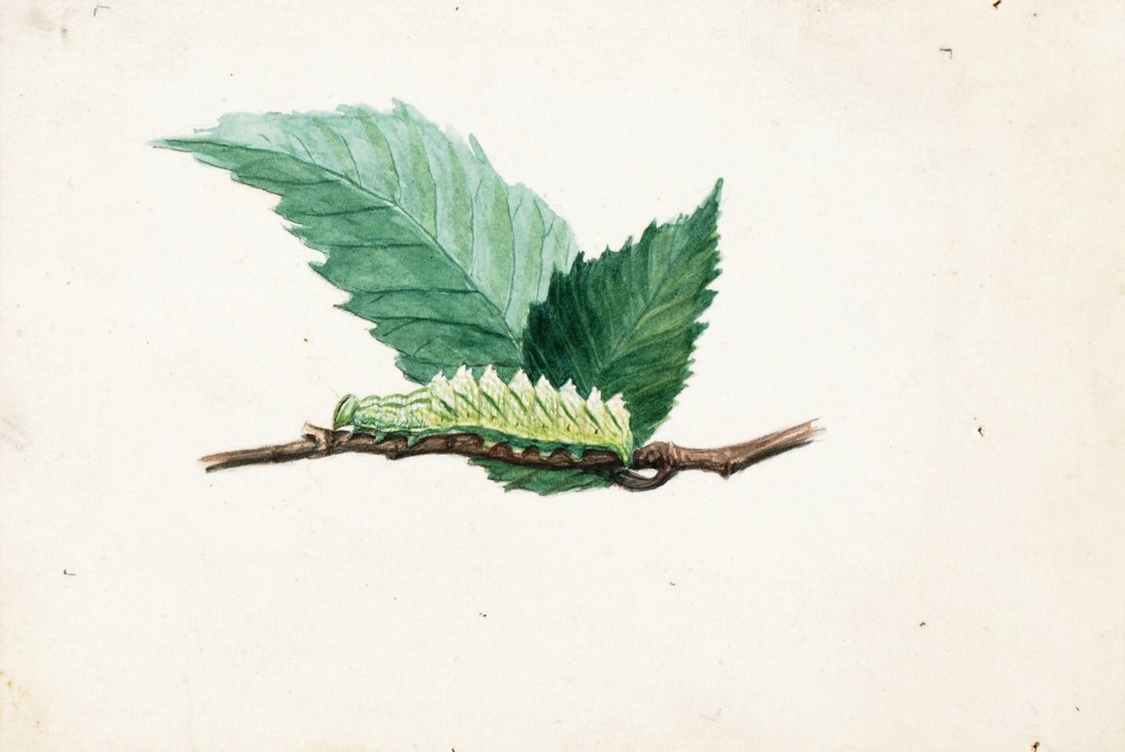 Jagged Leaf Edge Caterpillar, studie för boken Dolda färger i djurriket av Louis Agassiz Fuertes