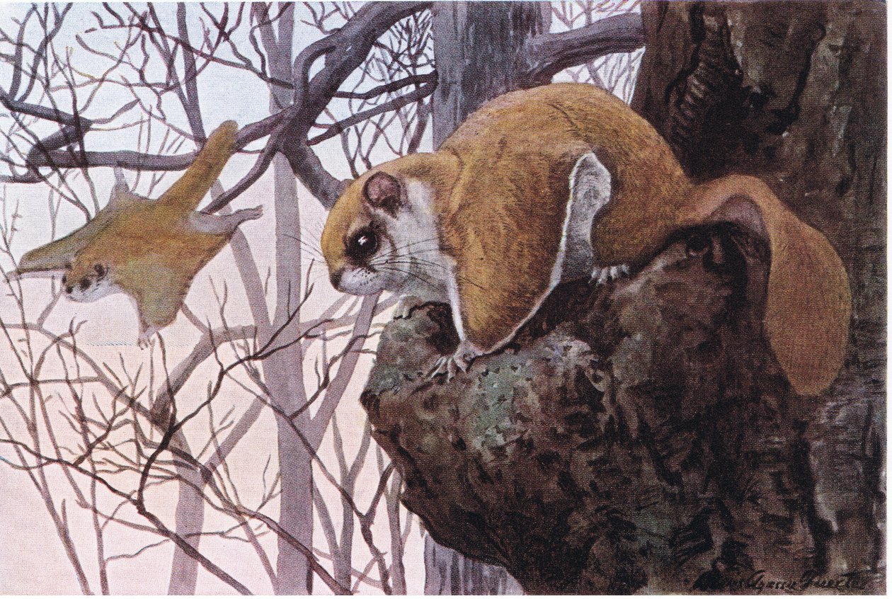 Southern Flying Squirrel har glidmembran av Louis Agassiz Fuertes