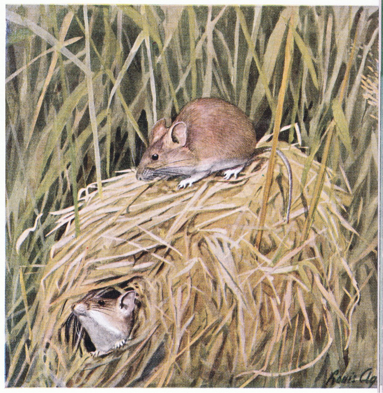 Western Harvest Mouse lever och häckar i ett gräsbevuxet bo av Louis Agassiz Fuertes