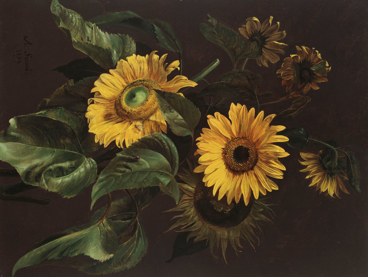 Solrosor, 1839 av Louis Apollinaire Sicard