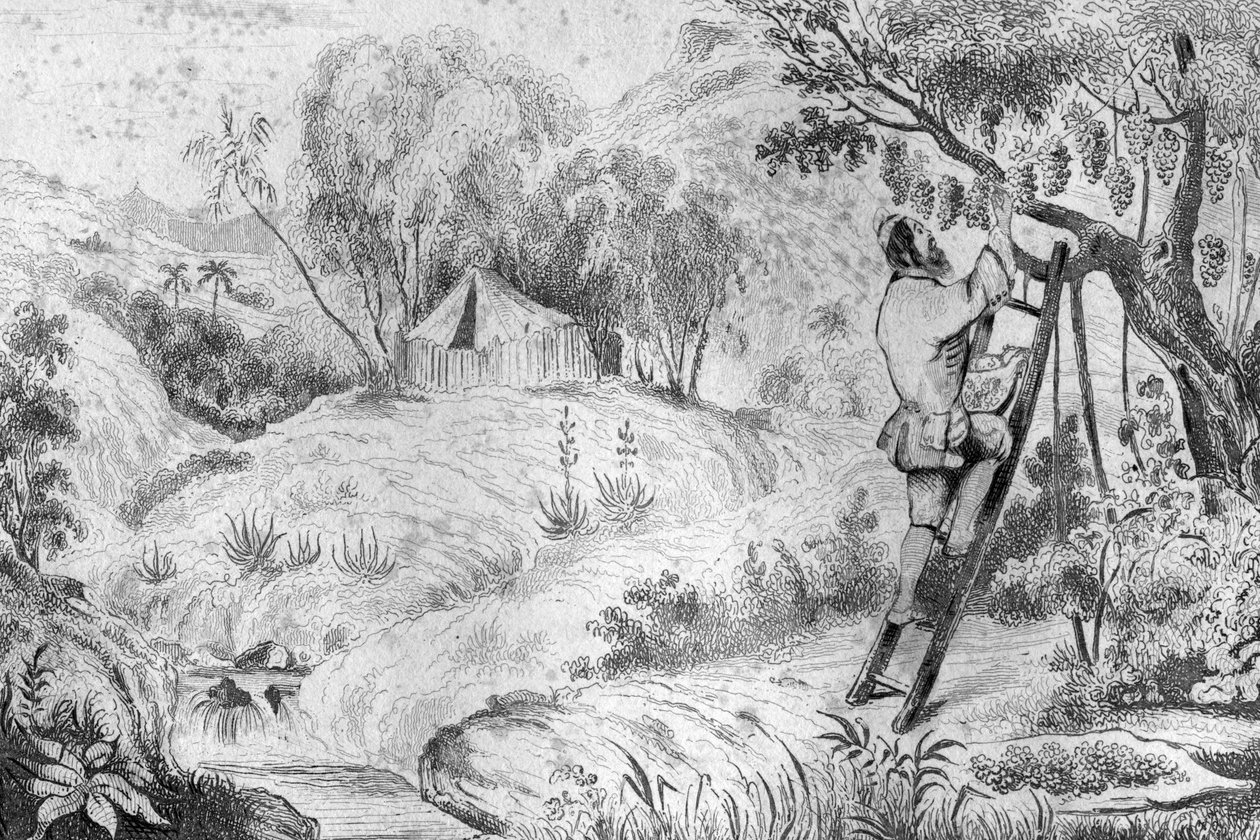 Jag hade mer än tvåhundra kluster... gravyr efter M. de Sainsons teckning till boken Daniel Defoe (De foe) “Robinson Crusoe”” fransk upplaga från 1837. av Louis Auguste de Sainson
