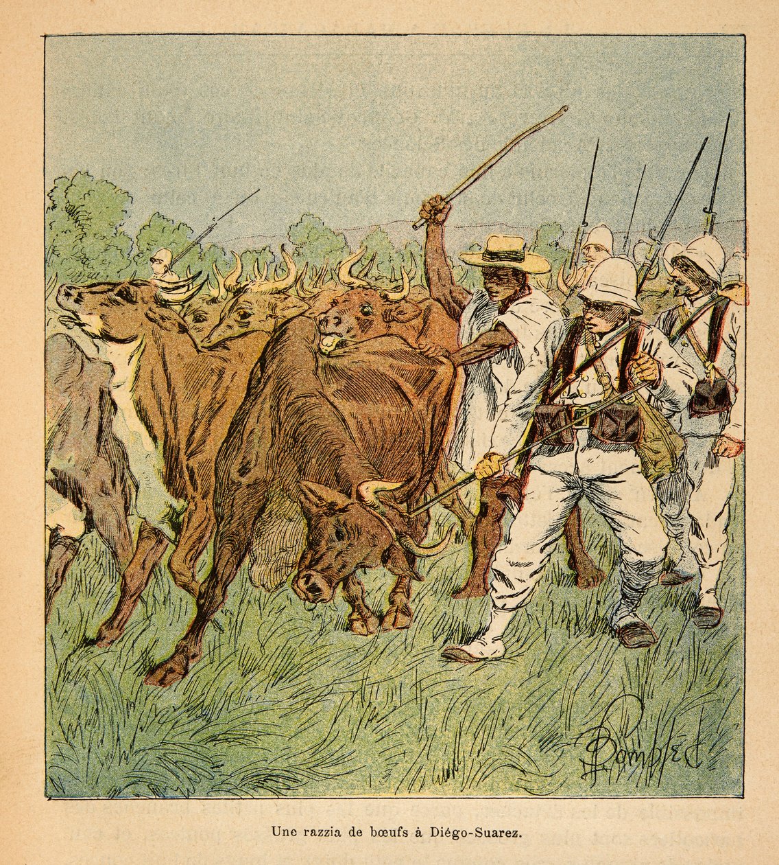 Kriget i Madagaskar-Anekdotisk historia om de franska expeditionerna 1885-1895 av Henri Galli dit Galllichet (1854-1922), illustrerad av Louis Bombled (1862-1927): I Diego-Suarez kräver den franska armén oxar, Privat samling av Louis Charles Bombled