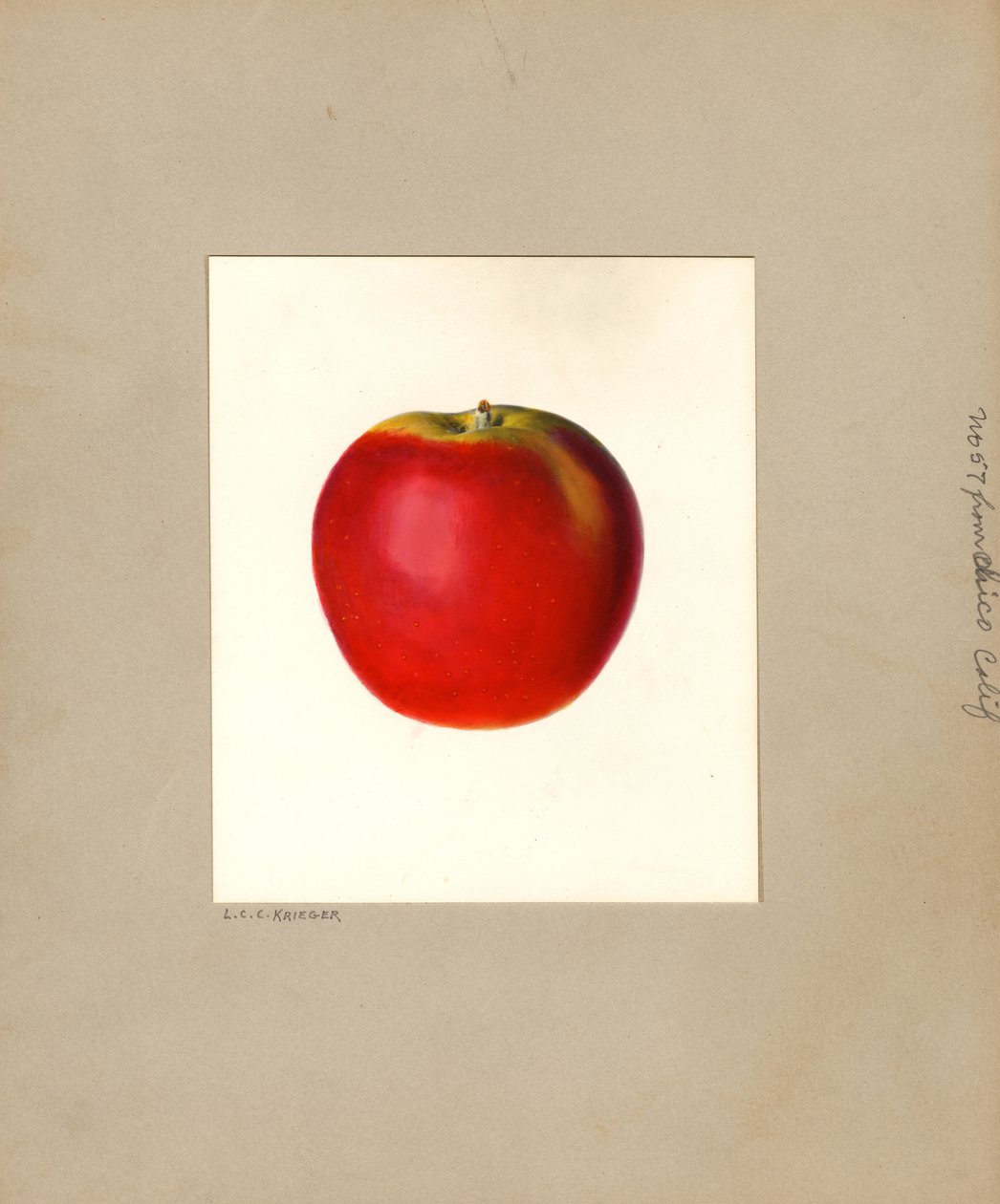 Äpple (Malus domestica: nr 57) (akvarell) av Louis Charles Christopher Krieger