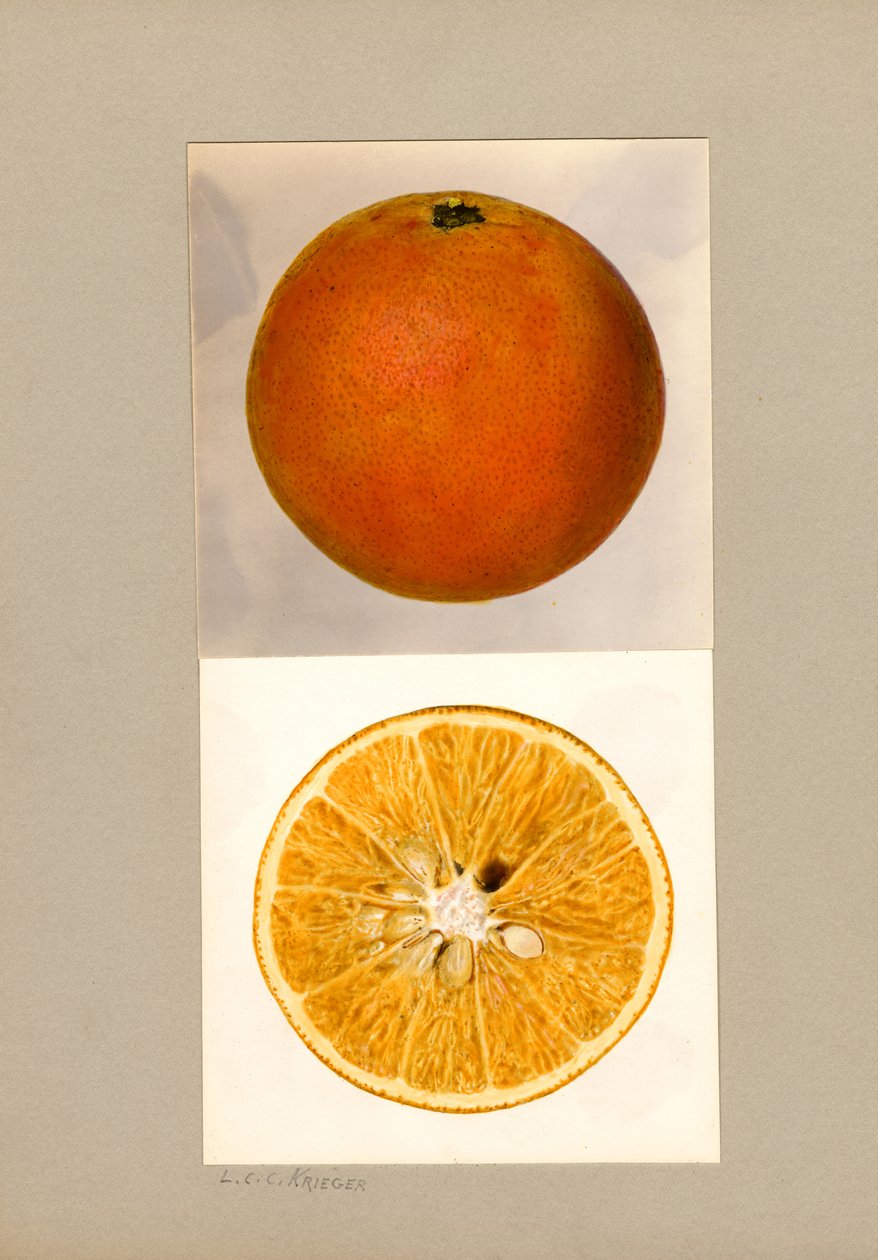 Ananas Apelsin (Citrus sinensis) av Louis Charles Christopher Krieger