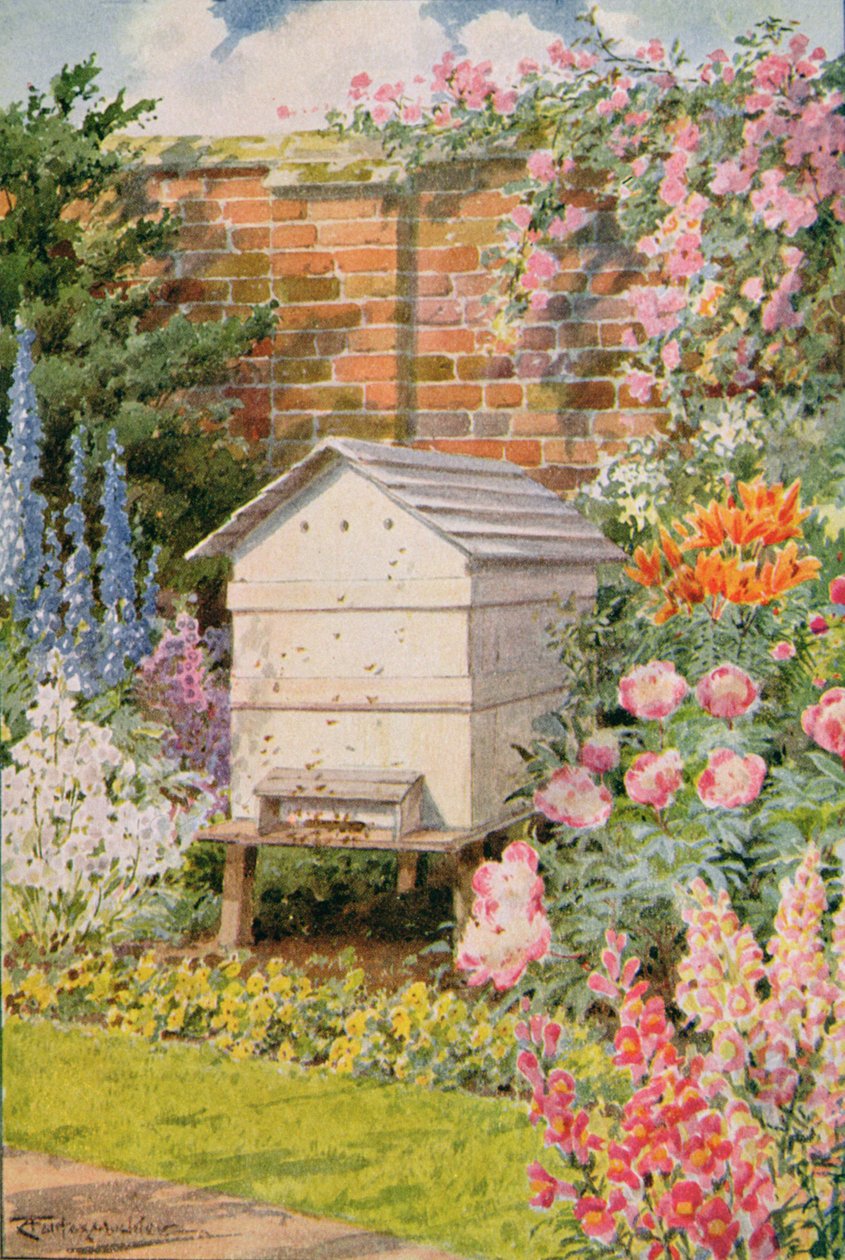 En bikupa, illustration från "Stories of Insect Life" av William J. Claxton av Louis Fairfax Muckley