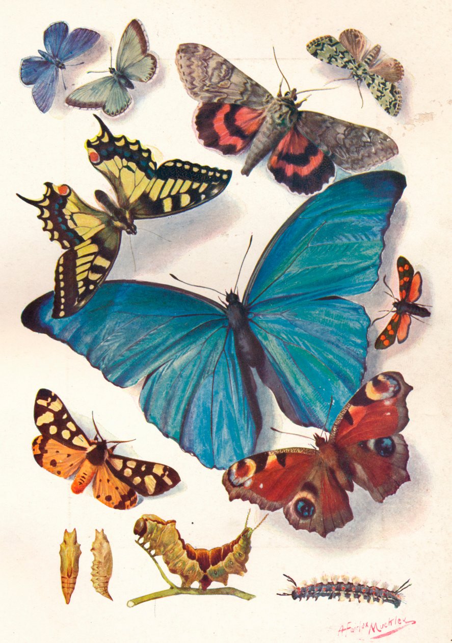 Exempel på Color Block Illustration for Scientific Work, c1903. av Louis Fairfax Muckley
