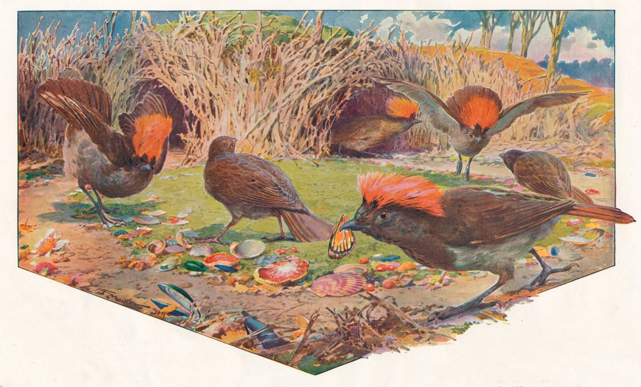 Trädgårdsmästare Bower Birds, 1911, 1911 av Louis Fairfax Muckley