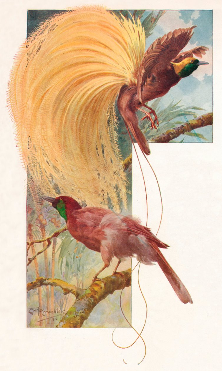 Paradisets stora fåglar, 1910, 1911 av Louis Fairfax Muckley