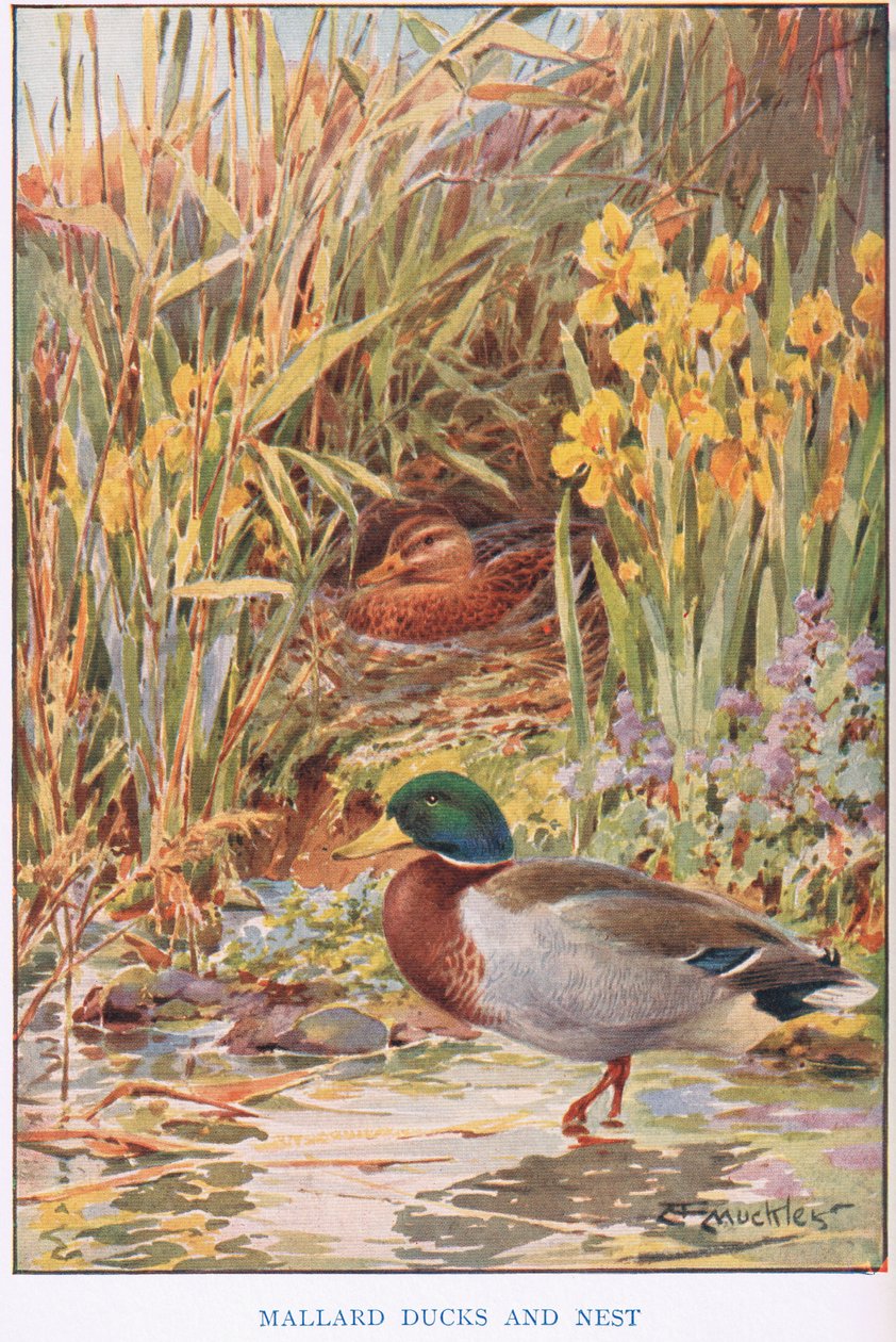 Gräsand och bo, illustration från 