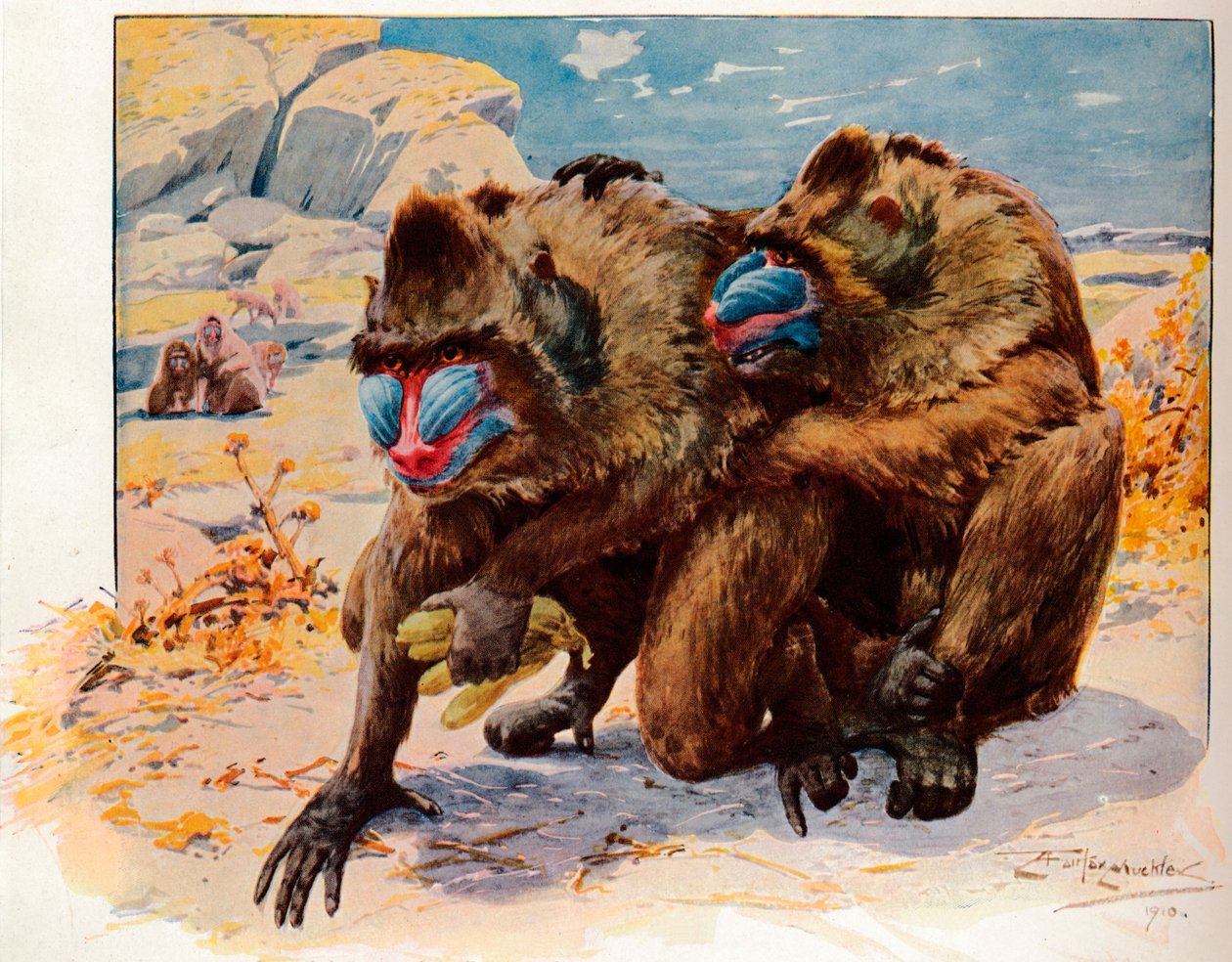 Mandrills, 1910, 1911 av Louis Fairfax Muckley