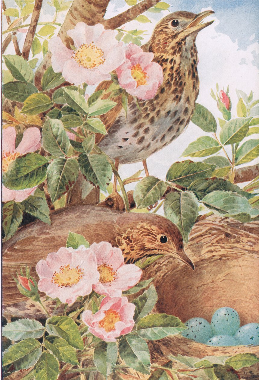 Song Thrushes with Nest, illustration från 