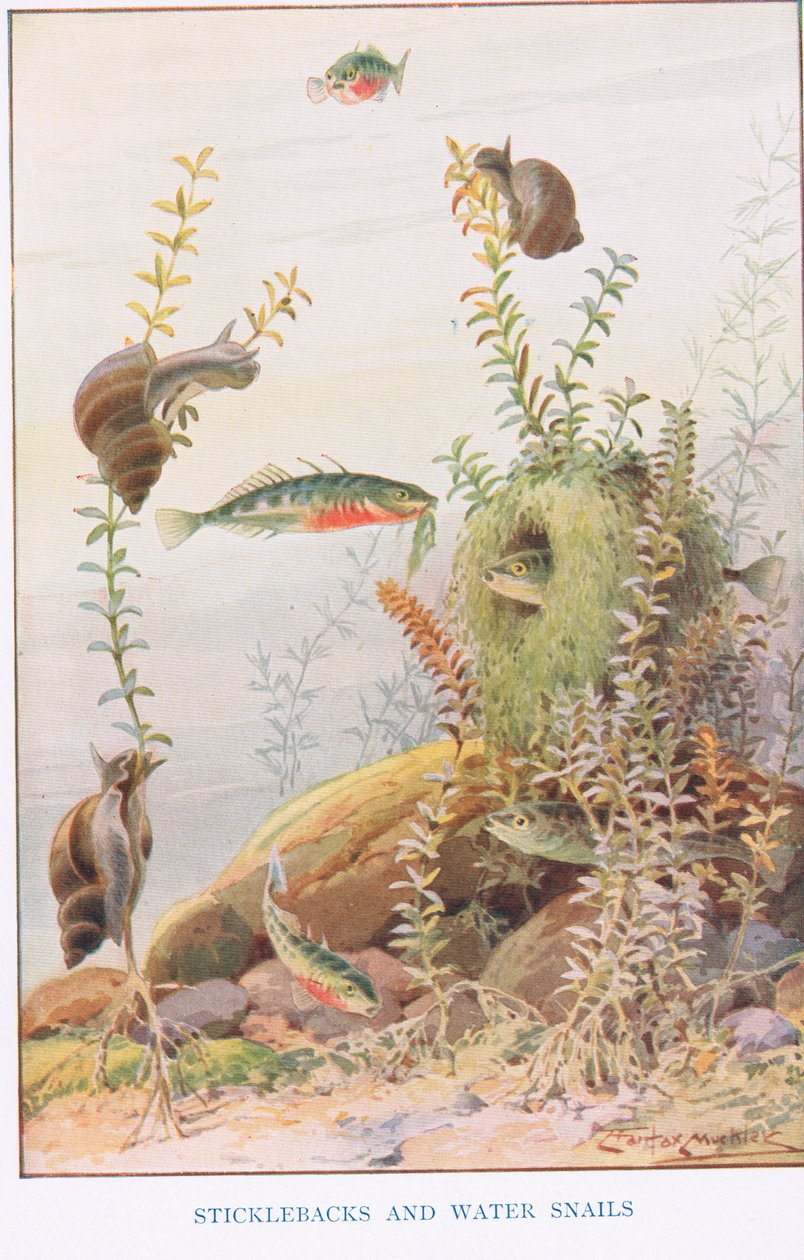 Sticklebacks och vattensniglar, illustration från 