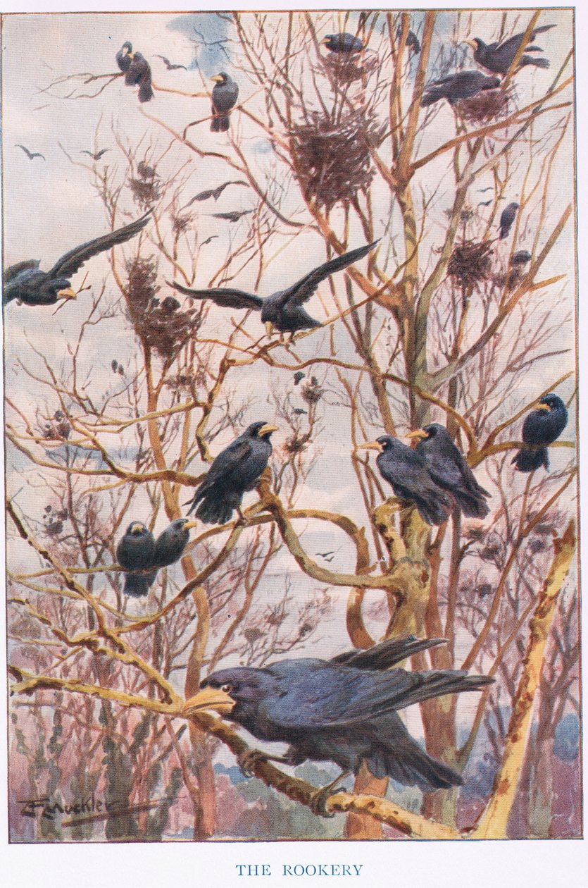 The Rookery, illustration från 