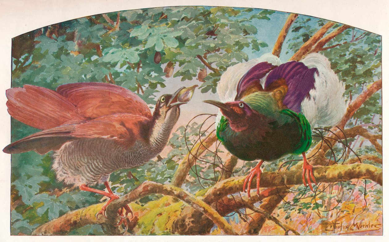 Tolvtrådiga paradisfåglar, c1910, 1911 av Louis Fairfax Muckley