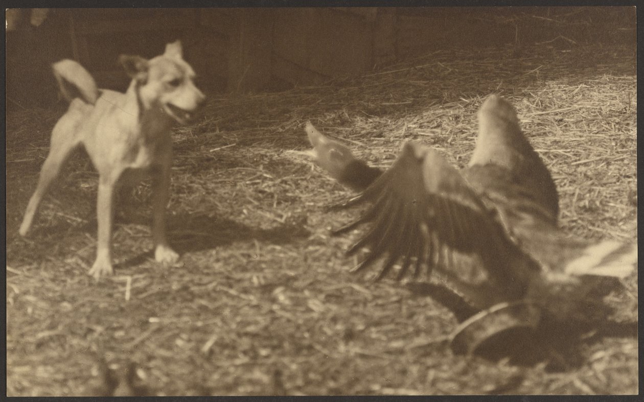 [Angry Bird and Dog] av Louis Fleckenstein