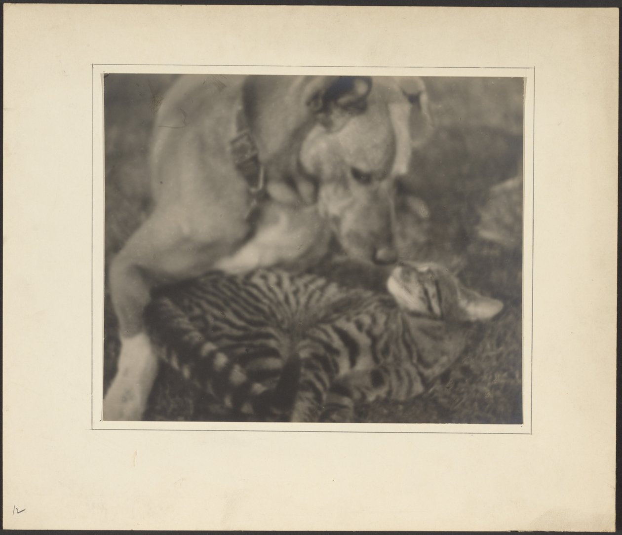 [Katt och hund] av Louis Fleckenstein