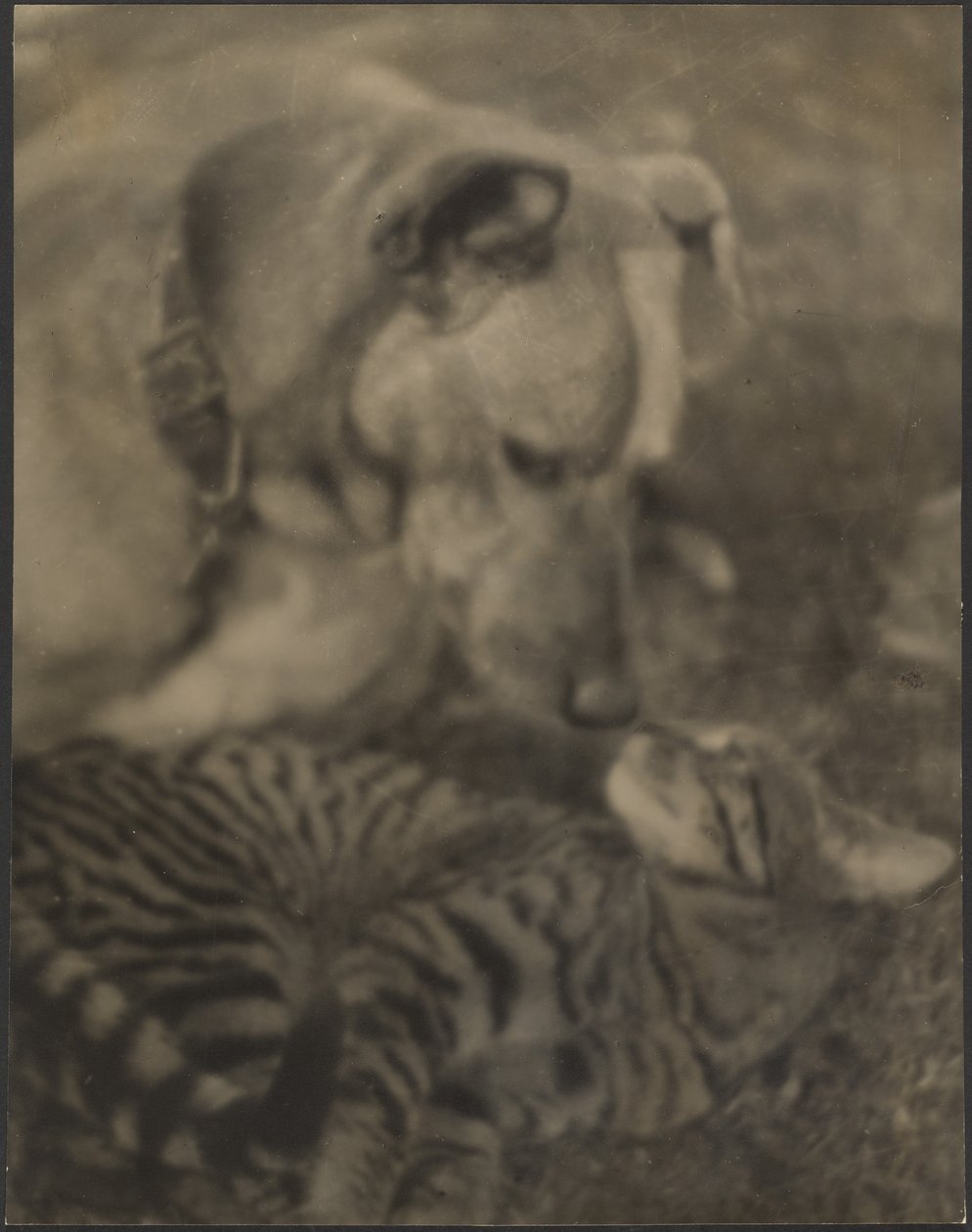 [Katt och hund] av Louis Fleckenstein