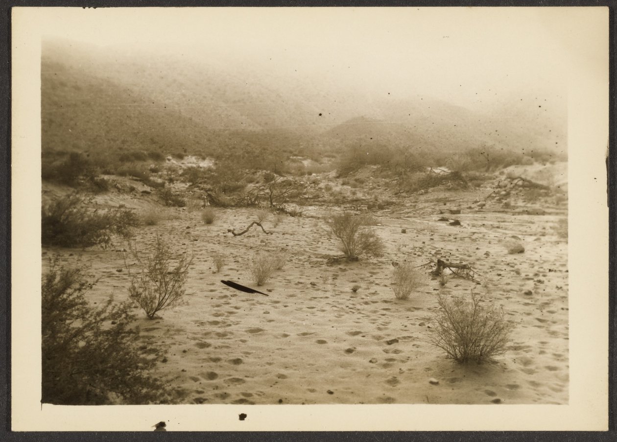 [Coyote Canyon] av Louis Fleckenstein